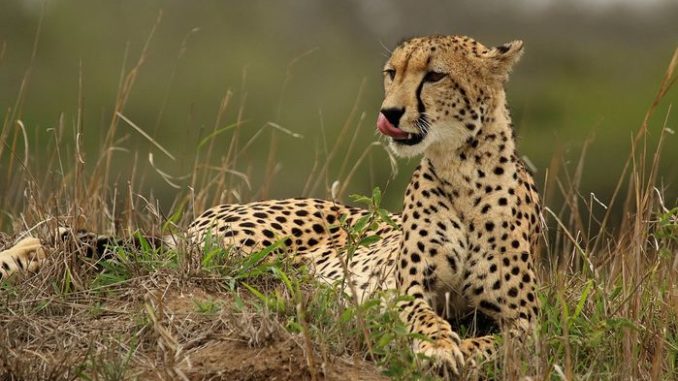 Iranian wildlife scientists using camera traps to study animals including the Asiatic cheetah have been accused of espionage, but some government officials have called the charges baseless. CHARLES SHARP (CC BY 4.0)